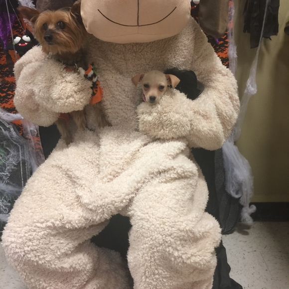 My yorkie has passed my heart is broken ๐ But Above My New Puppy A Fab Gift - Picture 8 of 14